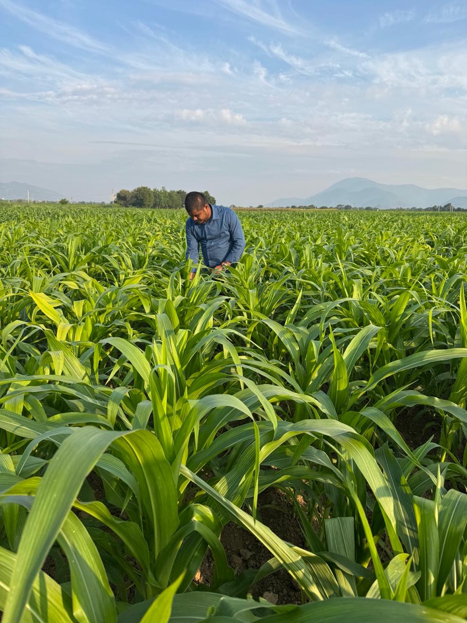 Sri Tulasi seed field