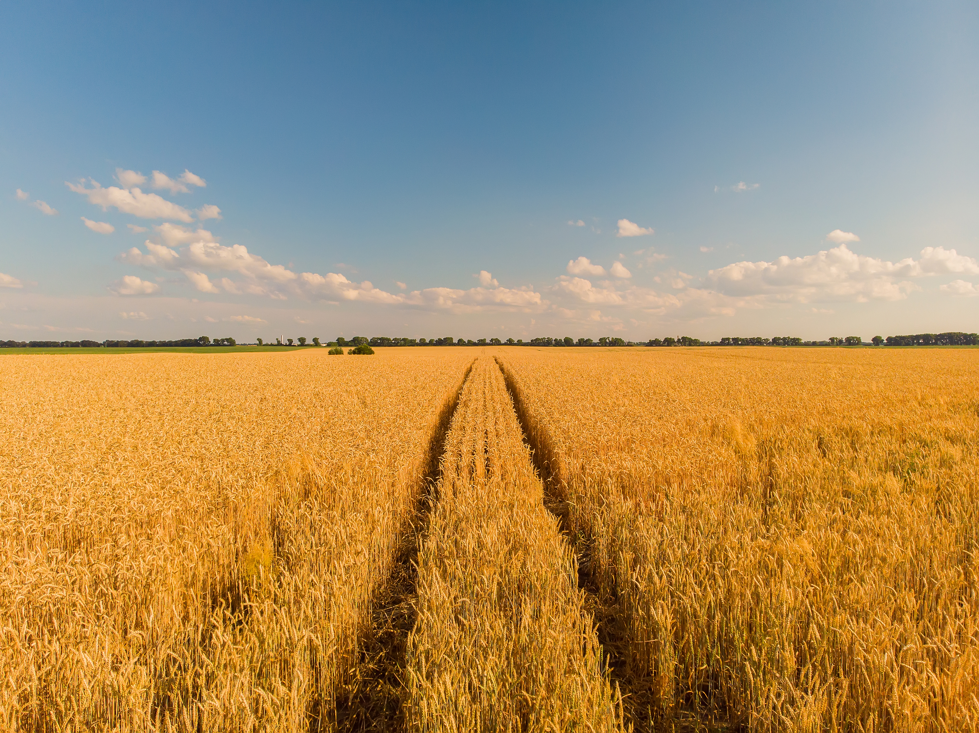 Open seed multiplication field