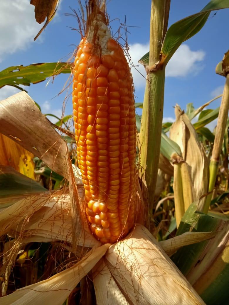 Premium hybrid maize