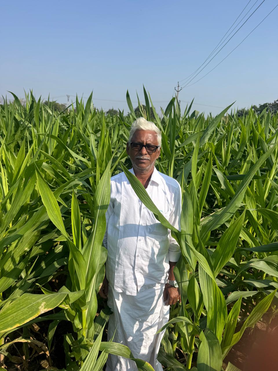 Farmer in Sri Tulasi seed field