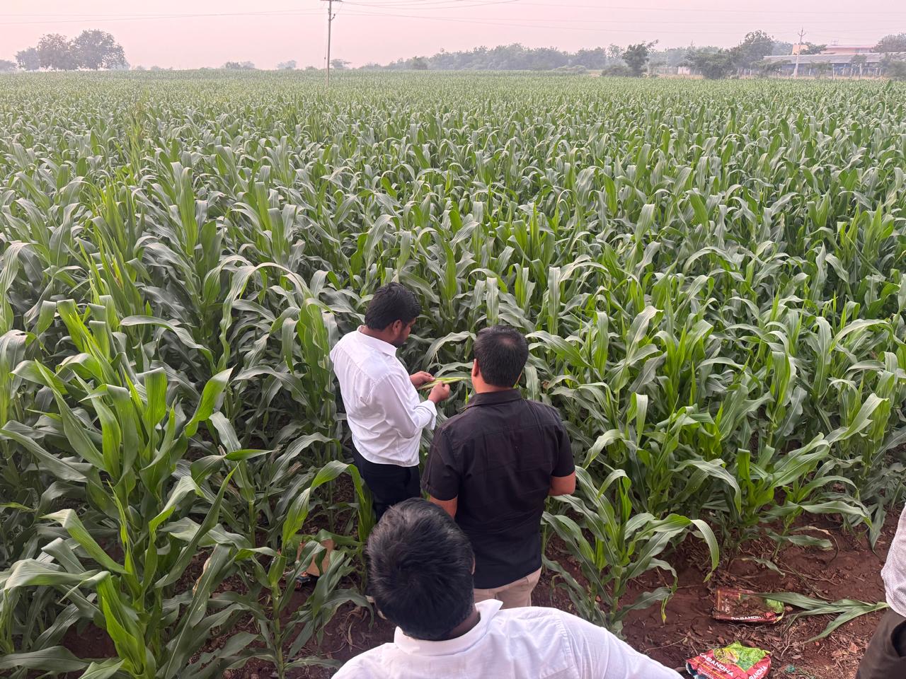 Farmer inspecting crop quality