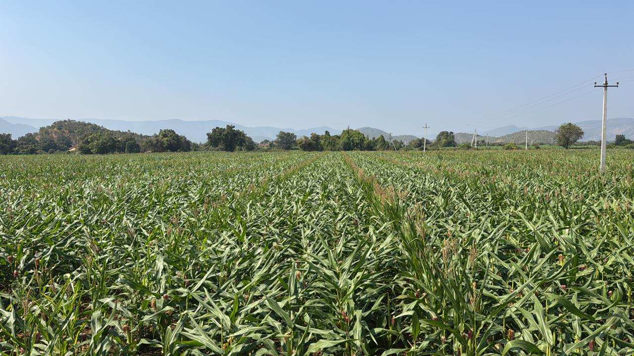 Sri Tulasi seed multiplication farm