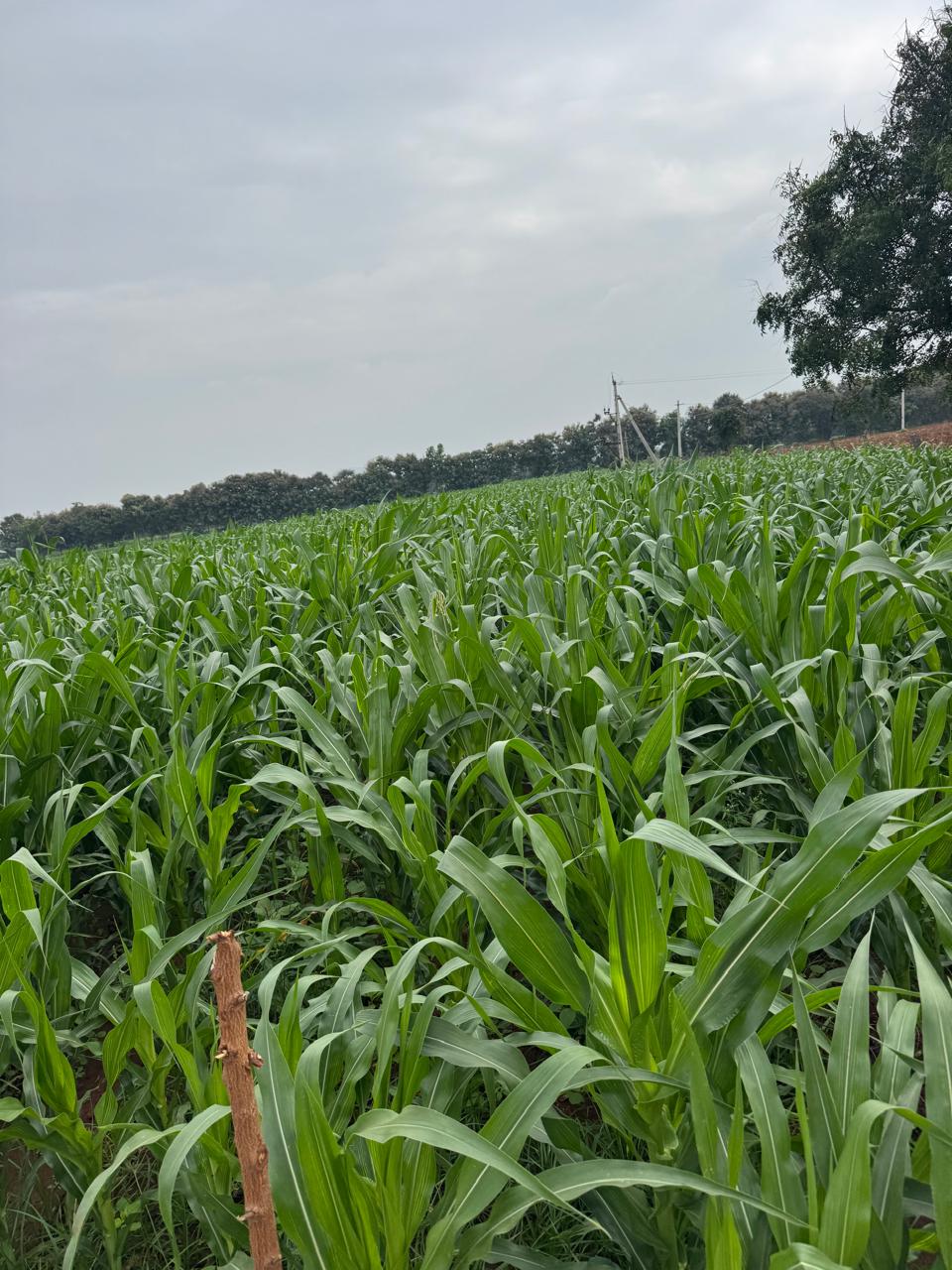 Hybrid seed crop in full bloom