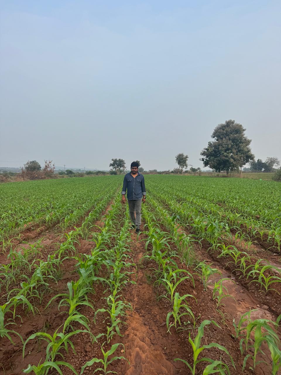 Open field cultivation landscape