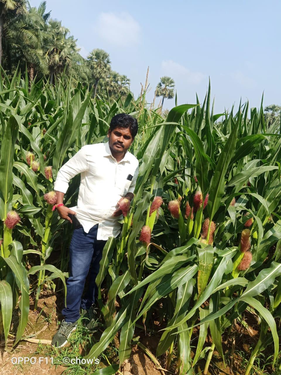 Irrigated seed production field