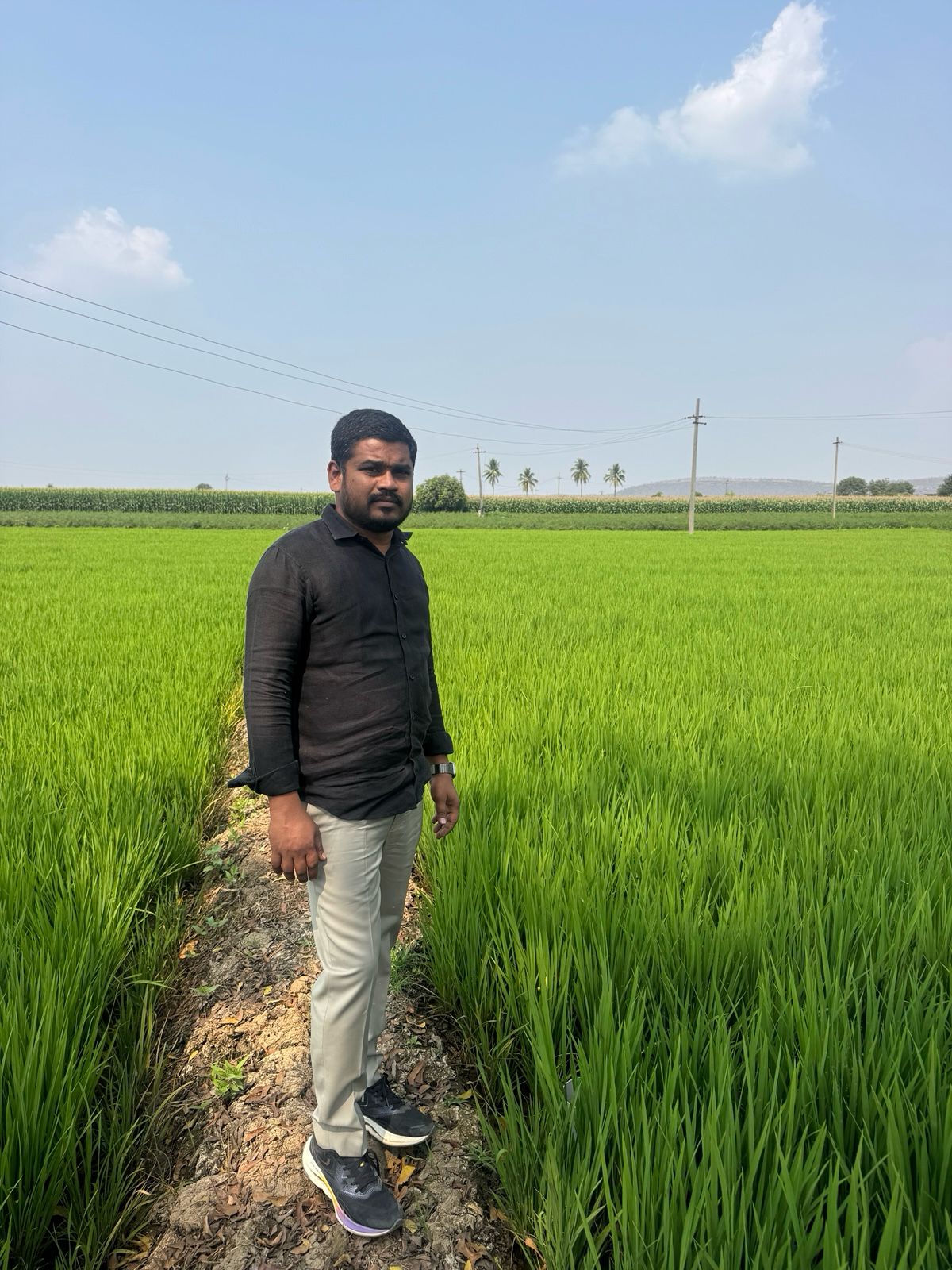 Mature crop ready for harvest