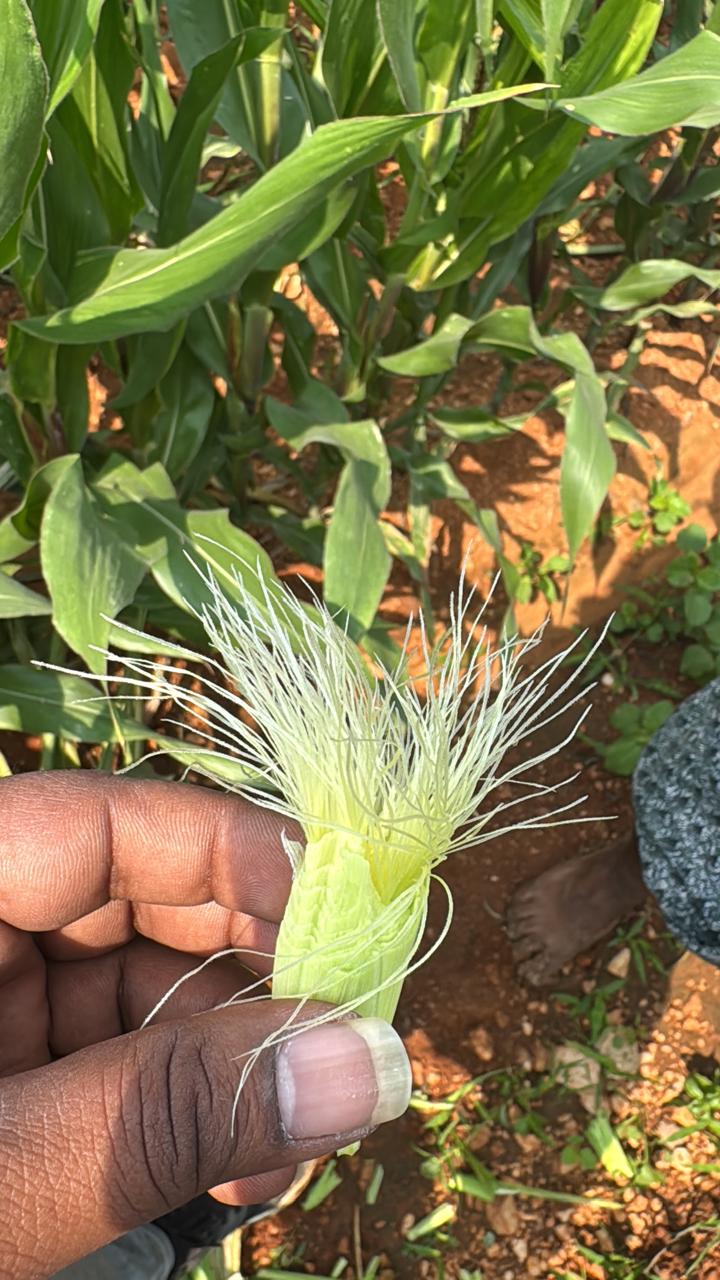 Premium hybrid maize cob