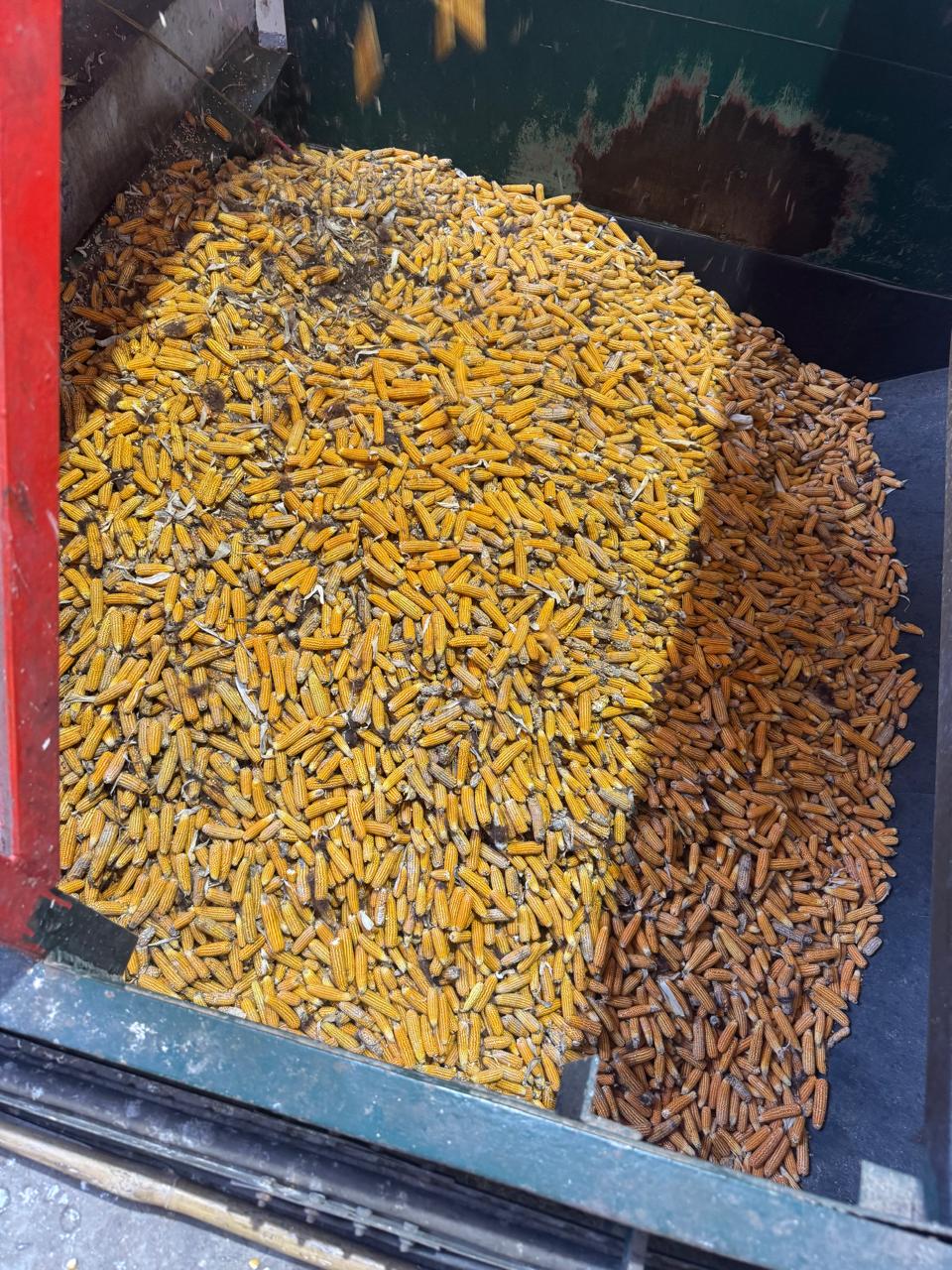 Hybrid maize seed close-up
