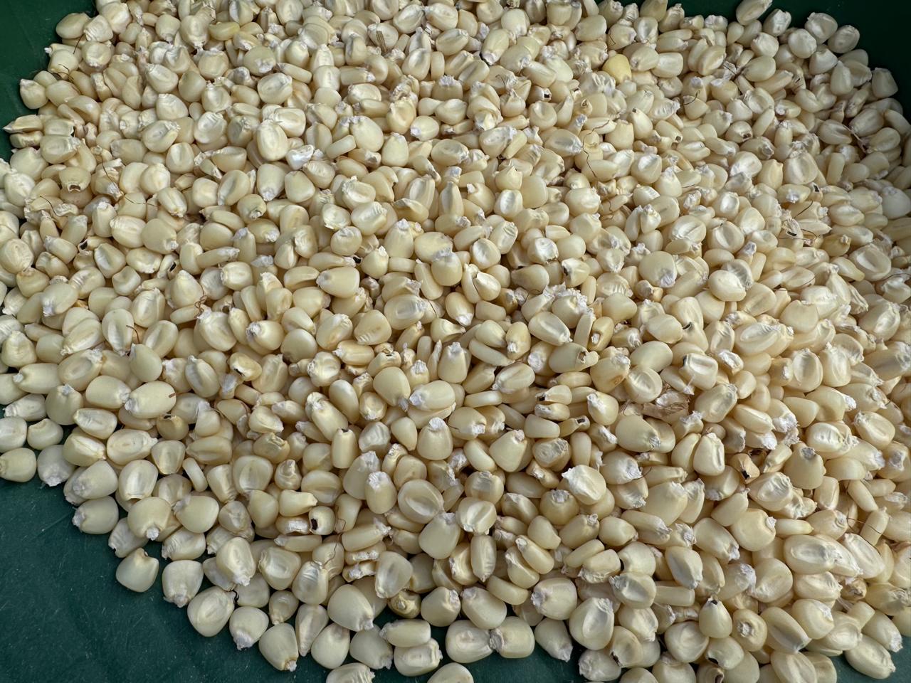 Quality tested maize grains