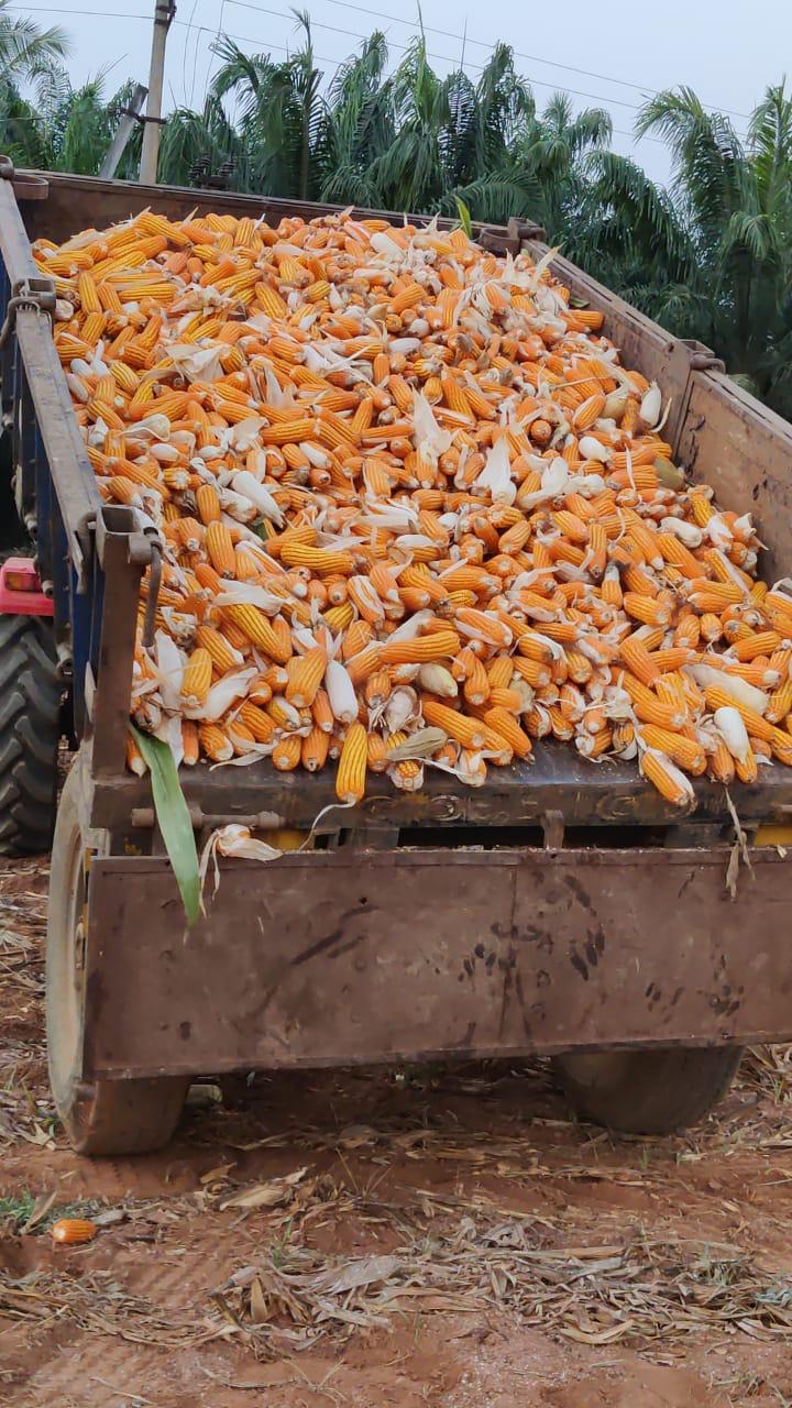 Golden maize harvest