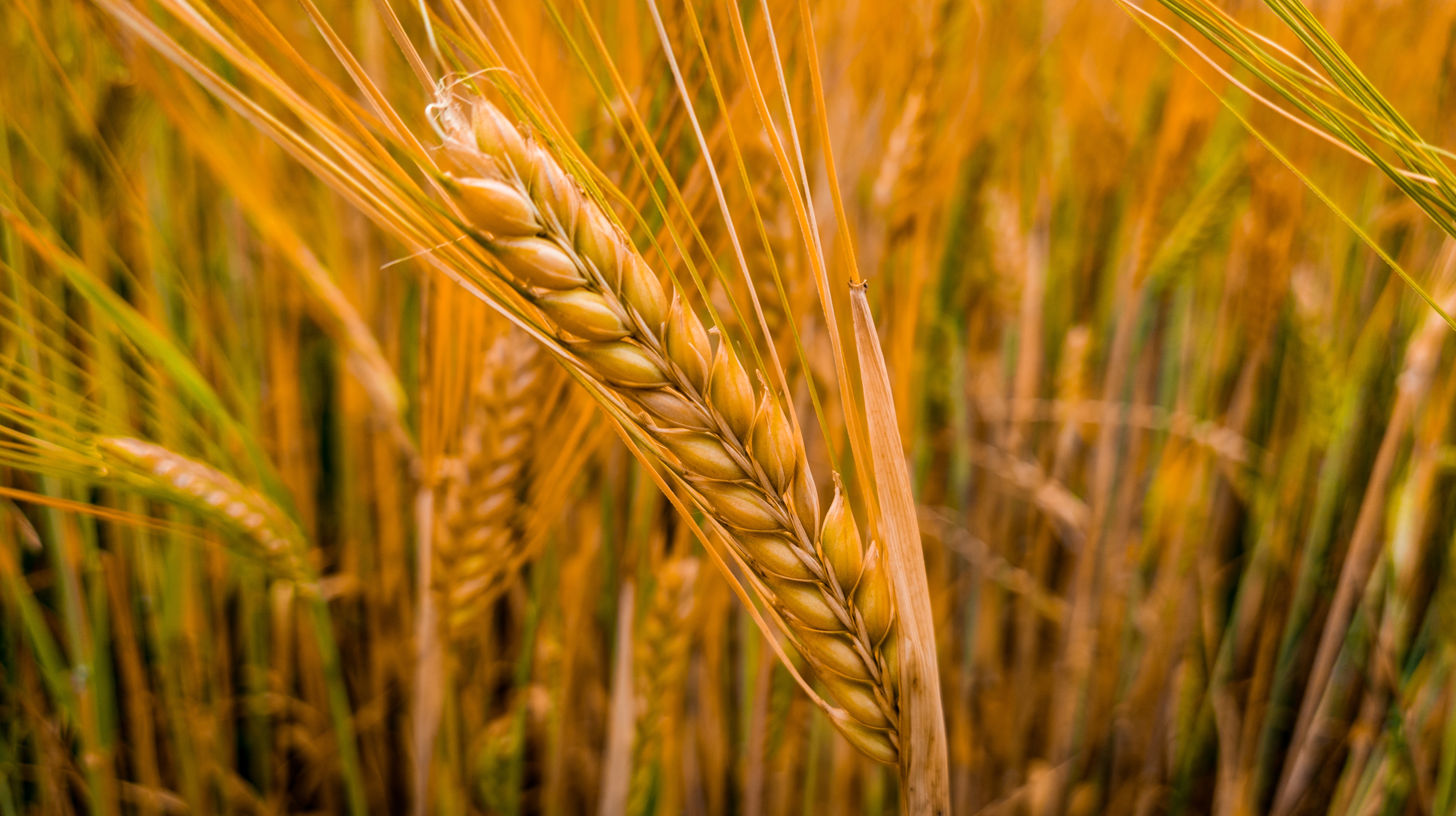 Rice Paddy Seeds